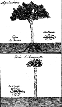 TOP: Cassine or Yapon—BOTTOM: Tooth-ache Tree or Prickly Ash