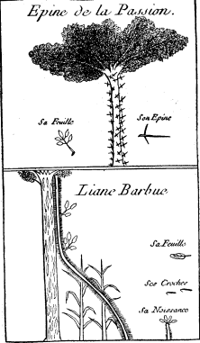 TOP: Passion Thorn or Honey Locust—BOTTOM: Bearded Creeper