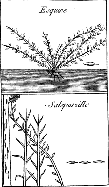 TOP: Bramble—BOTTOM: Sarsaparilla