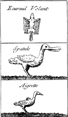 TOP: Flying Squirrel—MIDDLE: Roseate Spoon-bill—BOTTOM: Snowy Heron