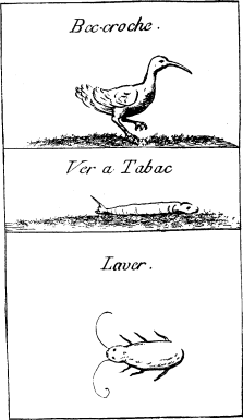 TOP: White Ibis—MIDDLE: Tobacco Worm—BOTTOM: Cock Roach