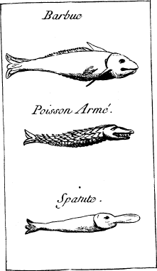 Top: Cat Fish—Middle: Gar Fish—Bottom: Spoonbill Catfish