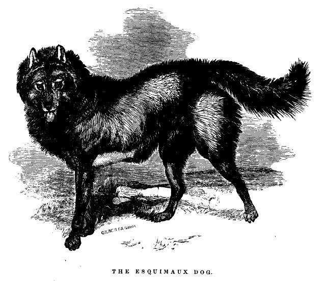 The Esquimaux Dog