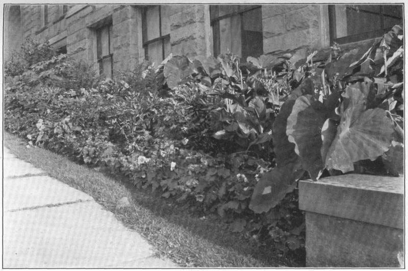 IV. Subtropical bedding against a building. Caladiums, cannas, abutilons, permanent rhododendrons, and other large stuff, with tuberous begonias and balsams between.