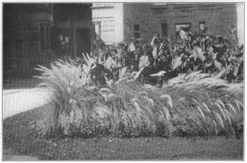 V. A subtropical bed. Center of cannas, with border of _Pennisetum longistylum_ (a grass) started in late February or early March.