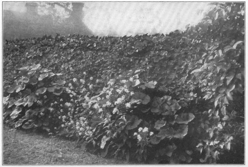 XIV: Virginia creeper screen, on an old fence, with wall-flowers and hollyhocks in front.