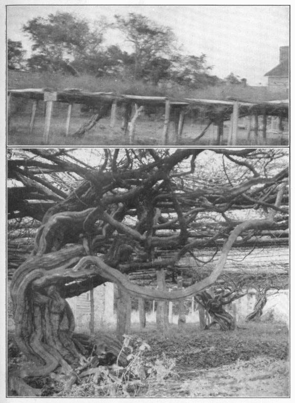 XV: Scuppernong grape, the arbor vine of the South. This plate shows the noted scuppernongs on Roanoke Island, of which the origin is unknown, but which were of great size more than one hundred years ago.