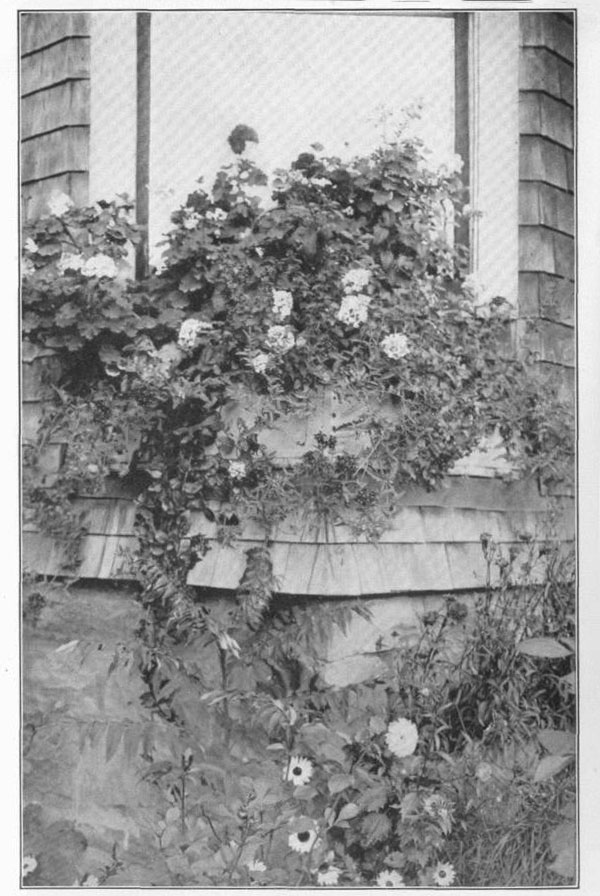 XX. A simple but effective window-box, containing geraniums, petunias, verbenas, heliotrope, and vines.