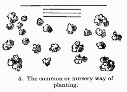 [Illustration: Fig 5. The common or nursery way of planting]