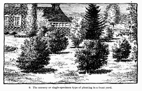 Illustration: The nursery or single-specimen type of planting in a front yard