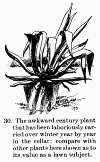 [Illustration: 30. The awkward century plant that has been laboriously carried over winter year by year in the cellar: compare with other plants here shown as to its value as a lawn subject.]