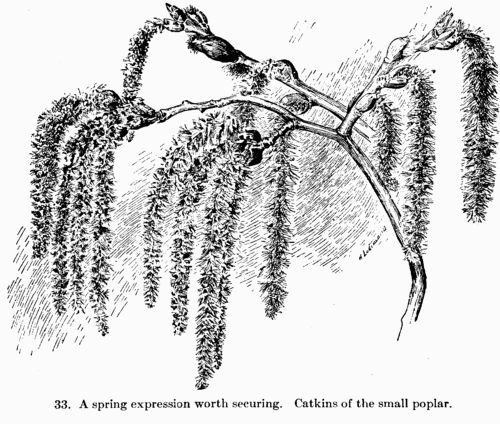 [Illustration: Fig. 33. A spring expression worth securing. Catkins of the small poplar.]