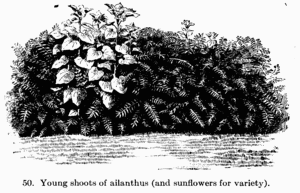 [Illustration: Fig. 50. Young shoots of ailanthus (and sunflowers for variety).]