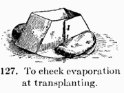 [Illustration: Fig. 127. To check evaporation at transplanting.]