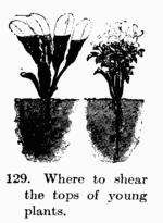 [Illustration: Fig. 129. Where to shear the tops of young plants.]