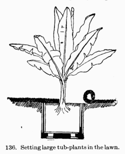 [Illustration: Fig. 136. Setting large tub-plants in the lawn.]