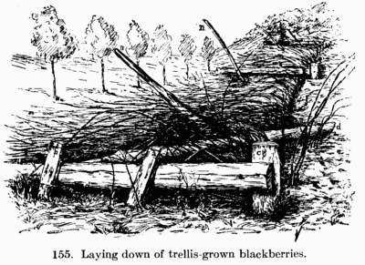 [Illustration: Fig. 155. Laying down of trellis-grown blackberries.]