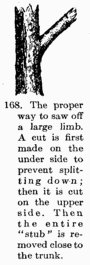 [Illustration: Fig. 168. The proper way to saw off a large limb. A cut is first made on the under side to prevent splitting down; then it is cut on the upper side. Then the entire “stub” is removed close to the trunk.]