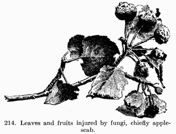 [Illustration: Fig. 214. Leaves and fruits injured by fungi, chiefly apple-scab.]