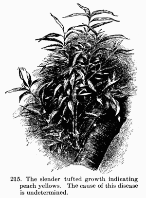 [Illustration: Fig. 215. The slender tufted growth indicating peach yellows. The cause of this disease is undetermined.]