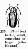 [Illustration: Fig. 235. Elm-leaf beetle, adult, somewhat enlarged (after Howard).]