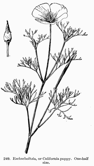 [Illustration: Fig 249. Eschscholtzia, or California poppy. One-half size.]