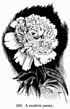 [Illustration: Fig. 250. A modern peony.]