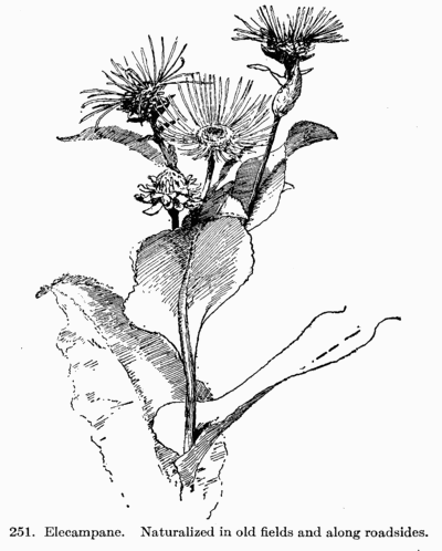 [Illustration: Fig. 251. Elecampane. Naturalized in old fields and along roadsides.]