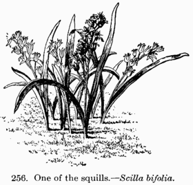 [Illustration: Fig 256. One of the squills.--_Scilla bifolia_.]