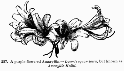 [Illustration: Fig. 257. A purple-flowered Amaryllis.--_Lycoris squamigera_, but known as _Amaryllis Hallii_.]