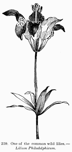 [Illustration: Fig. 259. One of the common wild lilies.--_Lilium Philadelphicum_.]