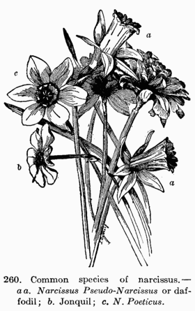 [Illustration: Fig. 260. Common species of narcissus.--_a a. Narcissus Pseudo-Narcissus_ or daffodil; _b._ Jonquil; _c. N. Pœticus_.]