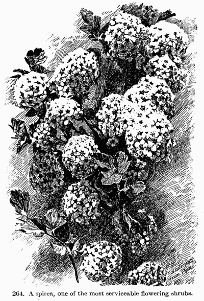 [Illustration: Fig. 264. A spirea, one of he most servicable flowering shrubs.]