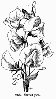 [Illustration: Fig. 265. Sweet pea.]