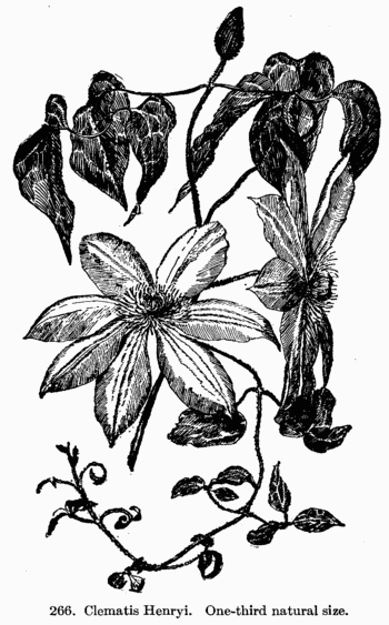 [Illustration: Fig. 266. Clematis Henryi. One-third natural size.]