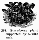 [Illustration: Fig. 288. Strawberry plant supported by a wire rack.]