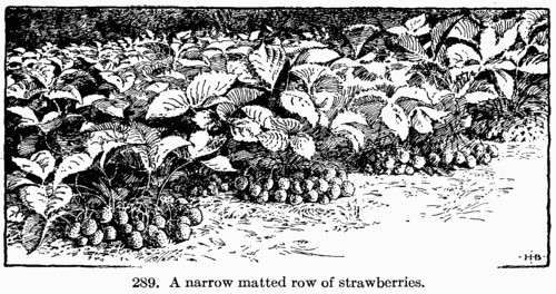 [Illustration: Fig. 289. A narrow matted row of strawberries.]