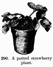 [Illustration: Fig. 290. A potted strawberry plant.]