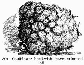 [Illustration: Fig. 301. Cauliflower head with leaves trimmed off.]