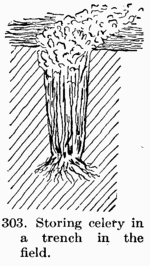 [Illustration: Fig. 303. Storing celery in a trench in the field.]