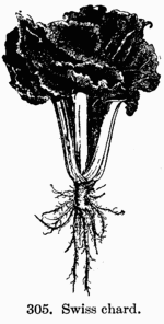 [Illustration: Fig. 305. Swiss chard.]