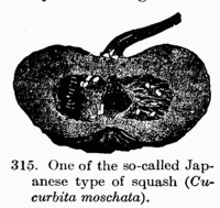 [Illustration: Fig. 315. One of the so-called Japanese type of squash (_Cucurbita moschata_).]