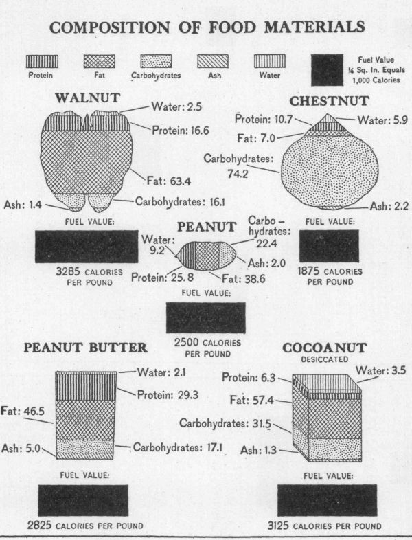 [Illustration: Composition of food materials]