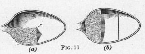 [Illustration: Fig. 11]