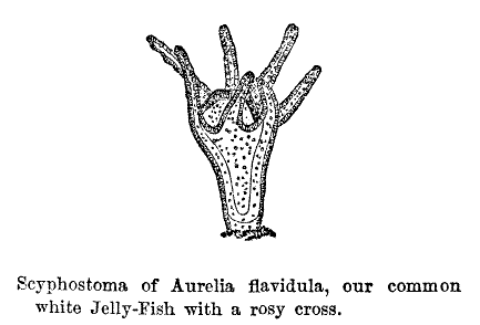 Scyphostoma of Aurelia flavidula, our common white Jelly-Fish with a rosy cross.