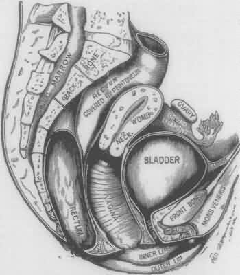 ANATOMY
OR STRUCTURE OF THE FEMALE ORGANS OF GENERATION