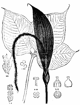 ARISÆMA FIMBRIATUM: LEAF, SPATHE, AND