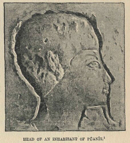 225.jpg Head of an Inhabitant Of PÛanÎt 