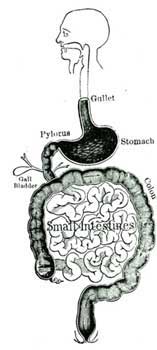 THE DIGESTIVE TUBE.