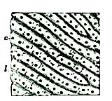 SKIN OF PALM OF HAND MAGNIFIED.